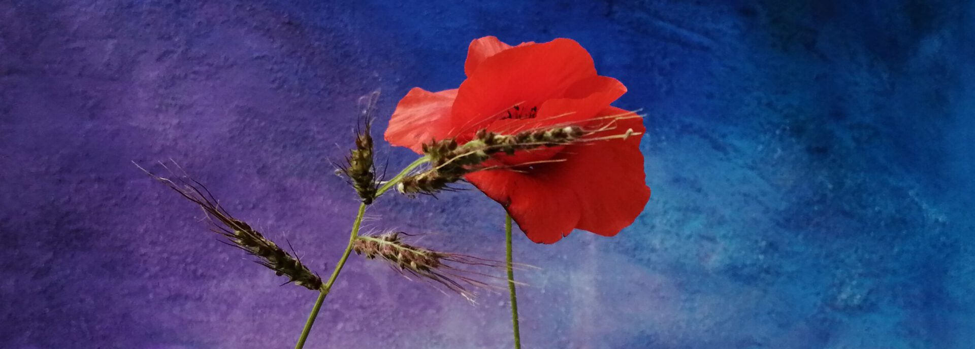 Mohnblume vor blauer Leinwand